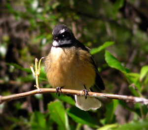 Bird life while biiking round Marlborough Sounds